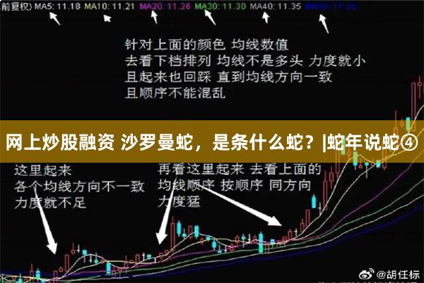 网上炒股融资 沙罗曼蛇，是条什么蛇？|蛇年说蛇④