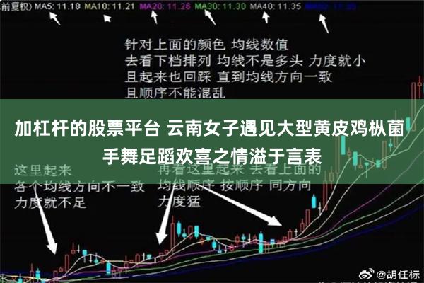 加杠杆的股票平台 云南女子遇见大型黄皮鸡枞菌 手舞足蹈欢喜之情溢于言表